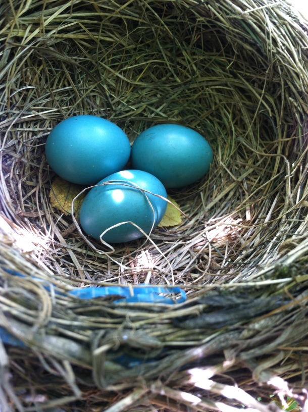 Three Robin Eggs